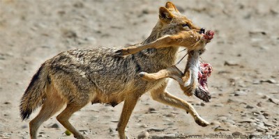 Jean Uncheşelu cu pulpanul de la victimă în gură