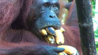 Caloian Gheorghe se poartă ca o gorilă - mănâncă ce-i dau infractorii